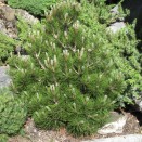 Pin Pinus leucodermis