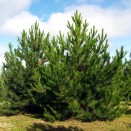 Pin Austriac Pinus nigra Austriaca