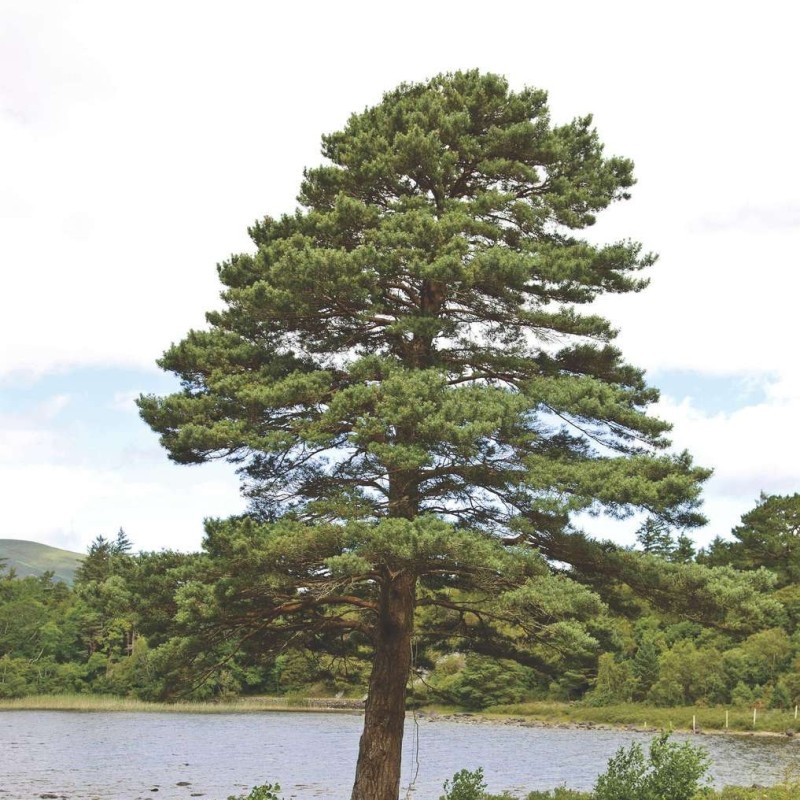 Pin de padure Pinus sylvestris
