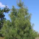 Pin Pinus wallichiana