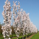 Cires Japonez Prunus serrulata Amanogawa