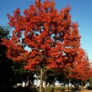 Stejar Rosu Quercus rubra