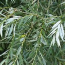 Salcie Salix alba Tristis